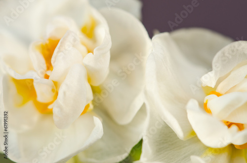 Fototapeta Naklejka Na Ścianę i Meble -  white daffodil