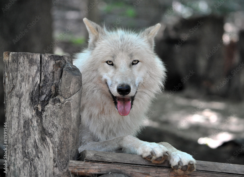 Naklejka premium White Wolf