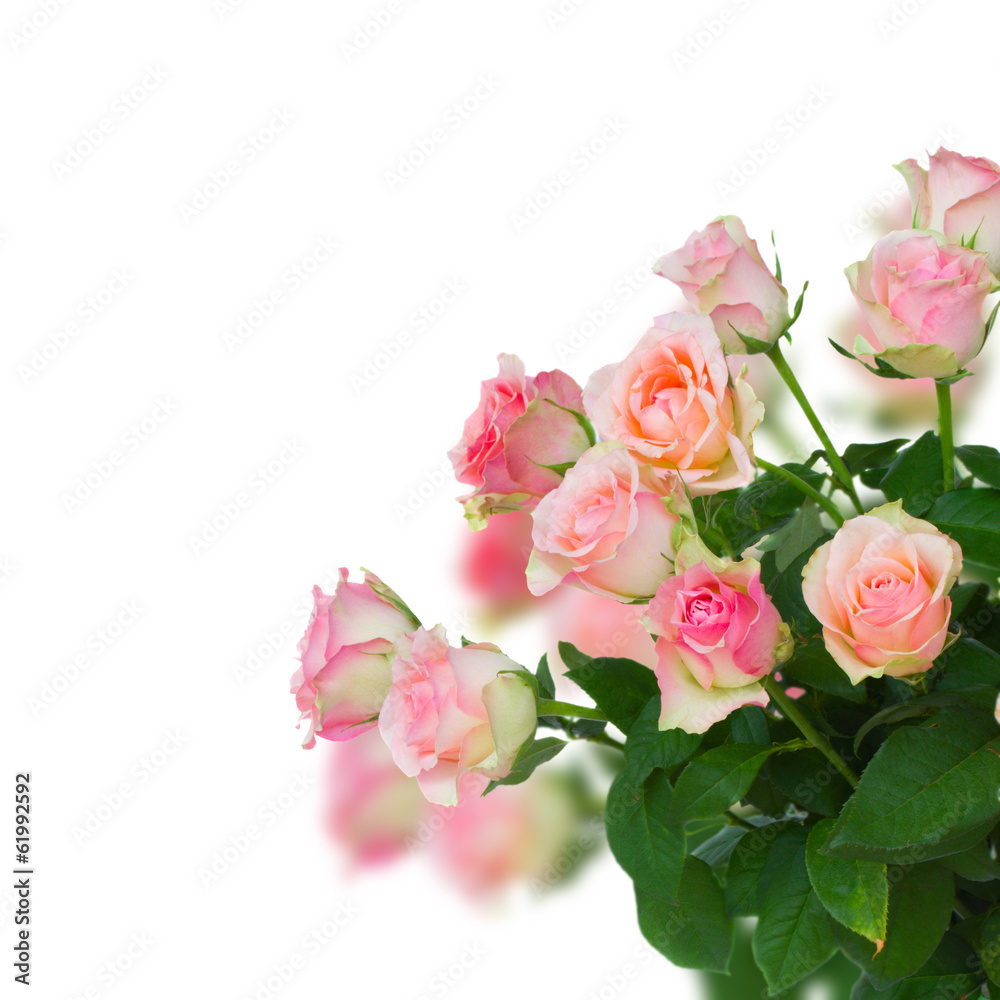 bouquet of pink roses bouquet of pink roses