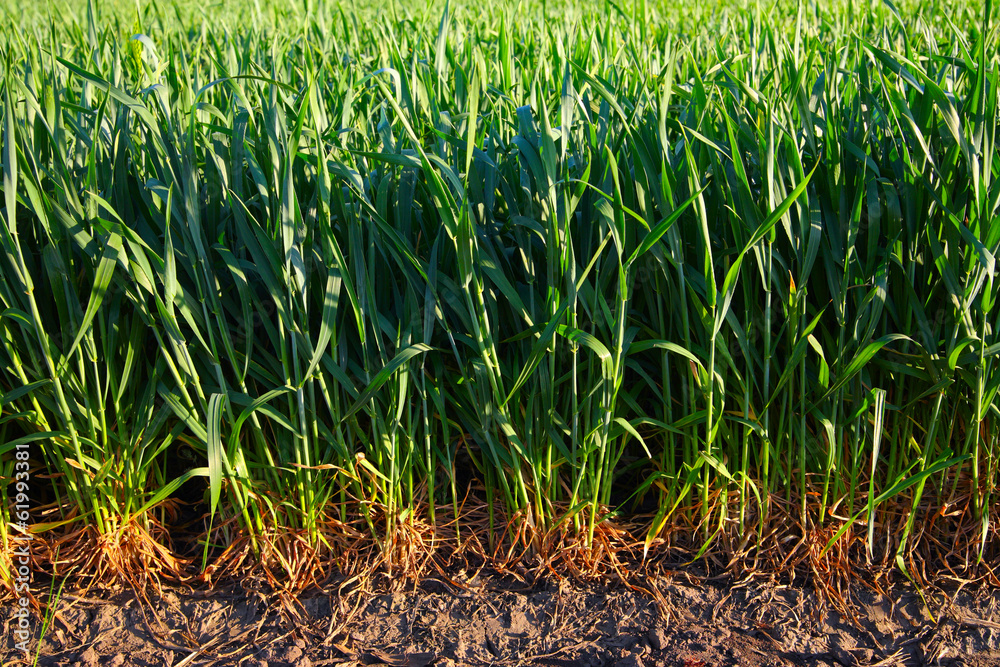 Field of barley Field of barley