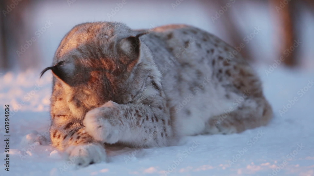European lynx in the snow a cold winter sunset Stock Video Biology Diagrams