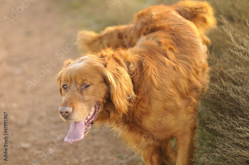 Obraz na płótnie dark golden retriever peeing