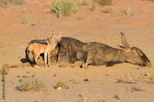 Hungry Black backed jackal eating on a hollow carcass in the des