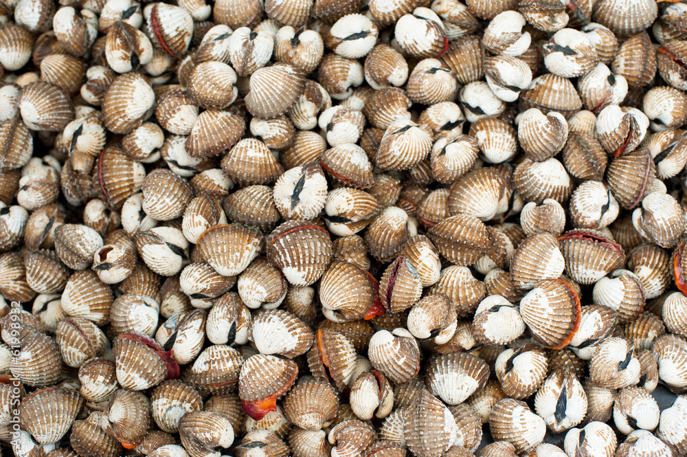 Fresh cockles ( clams ) for sale at asian seafood market Fresh cockles ( clams ) for sale at asian seafood market