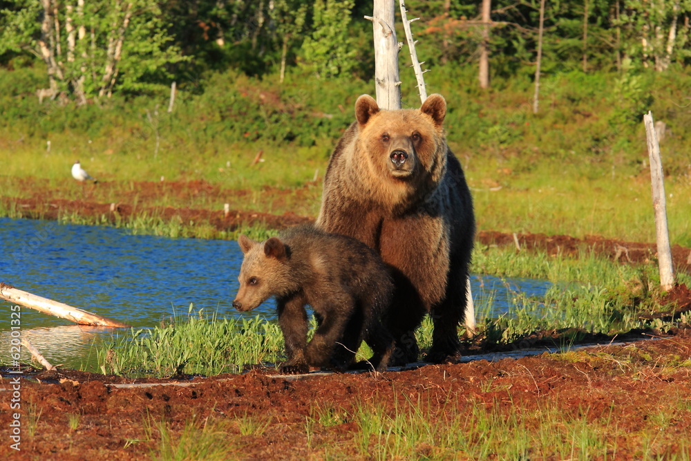 Obraz premium orso bruno della finlandia con piccolo