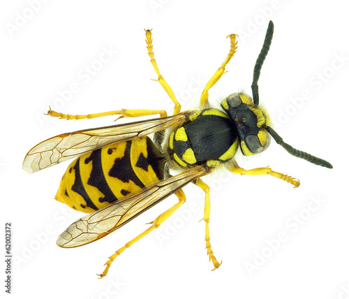 European paper wasp Vespula germanica © Marco Uliana