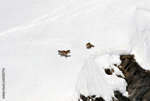 Volpi rosse in alta montagna - Vulpes vulpes photo