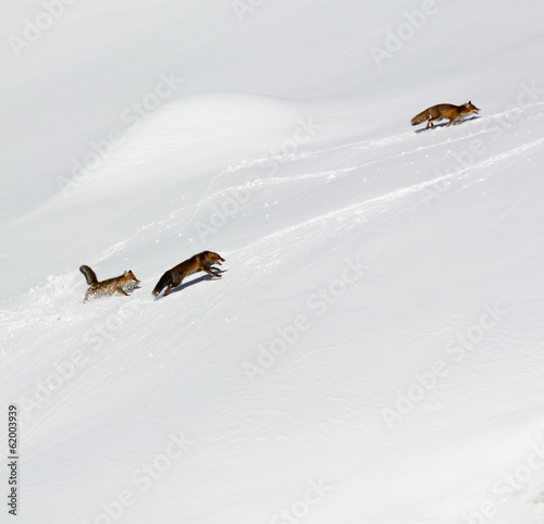 Volpi rosse in alta montagna - Vulpes vulpes photo