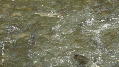 Many fish in the pond