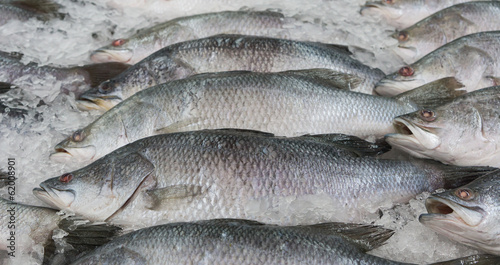Silver perch fish (Lates calcarifer)