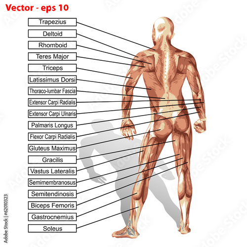 Vector human man anatomy with muscles text