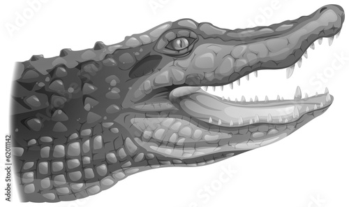 A grey crocodile photo