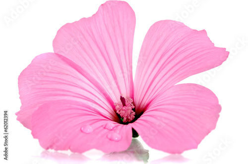 Fototapeta Naklejka Na Ścianę i Meble -  pink flower