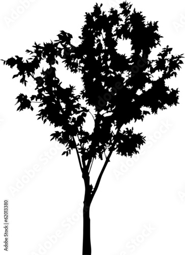 deciduous small tree silhouette isolated on white