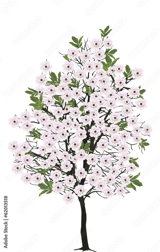 Obraz premium light spring blossoming tree isolated on white