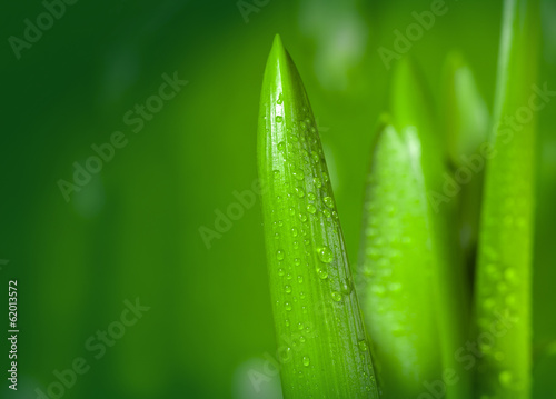 Green background with leaf