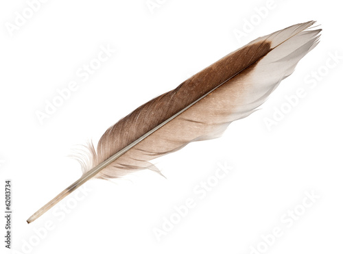 white and brown goose straight feather