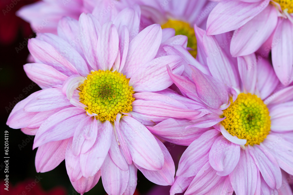 Gerbera seamless pattern floral background