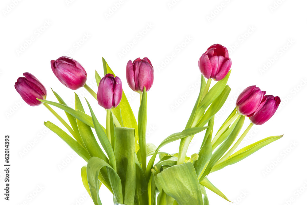 Tulipanes