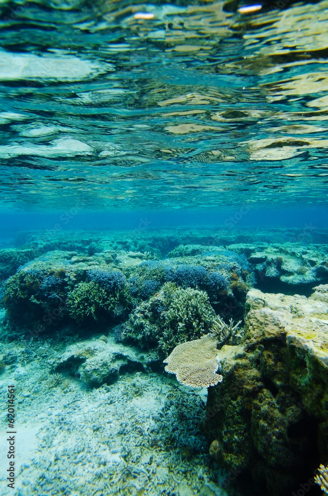 Fototapeta premium 吉野海岸の珊瑚礁