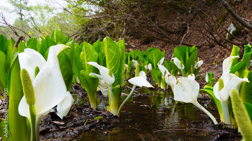 雨飾山の水芭蕉-Lysichiton camtschatcense photo