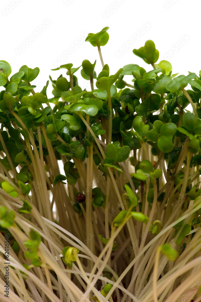 ブロッコリースプラウト-Brassica oleracea