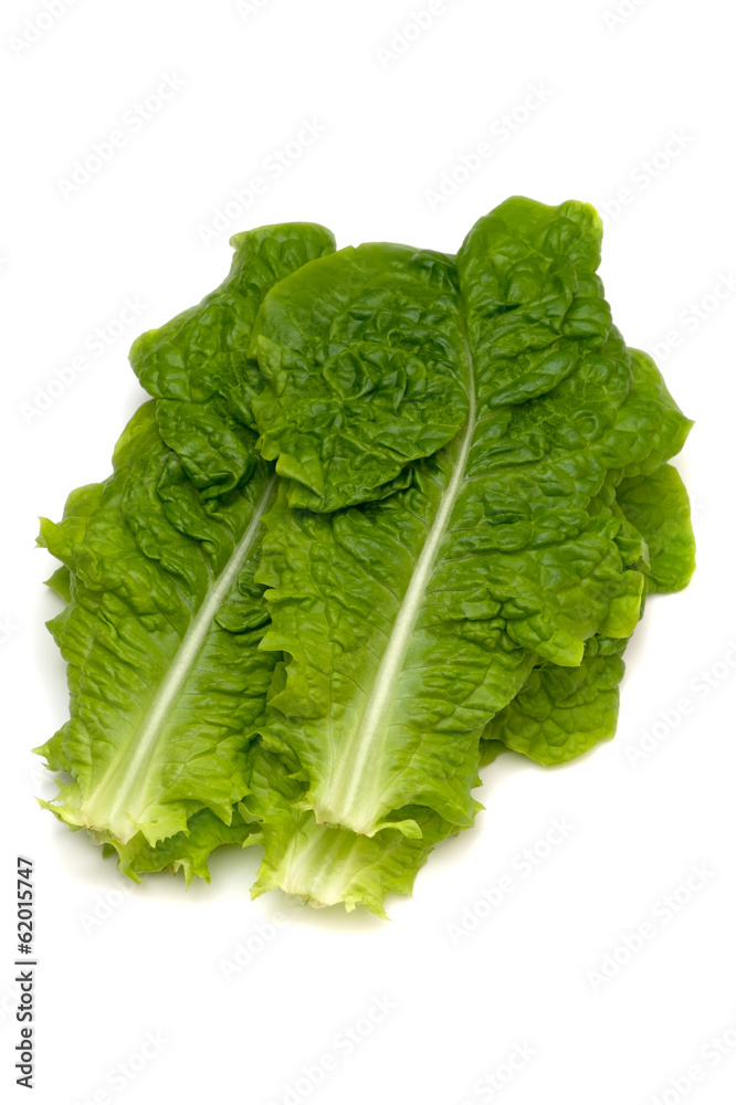 サンチュ-Lactuca sativa