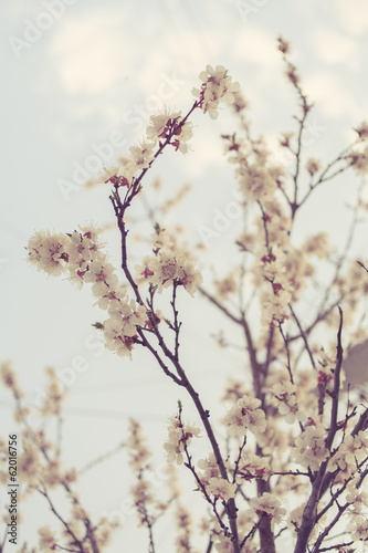 Blossom of the cherry © mettus