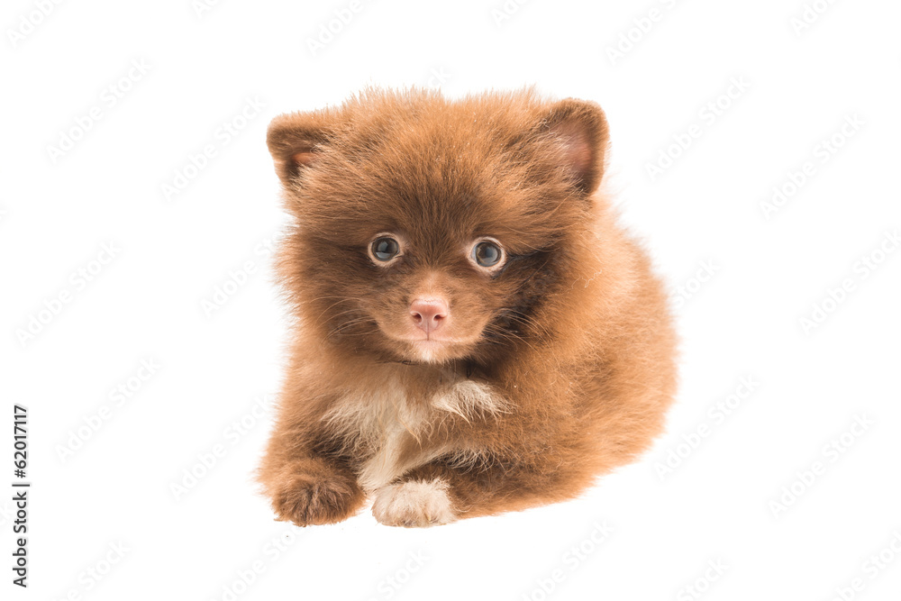 Pomeranian spitz puppy