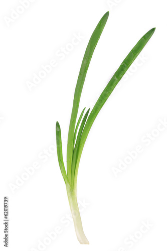 Close up of green onion.