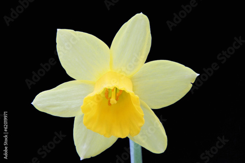 Flowering Dwarf Narcissus (Tete-a-tete)
