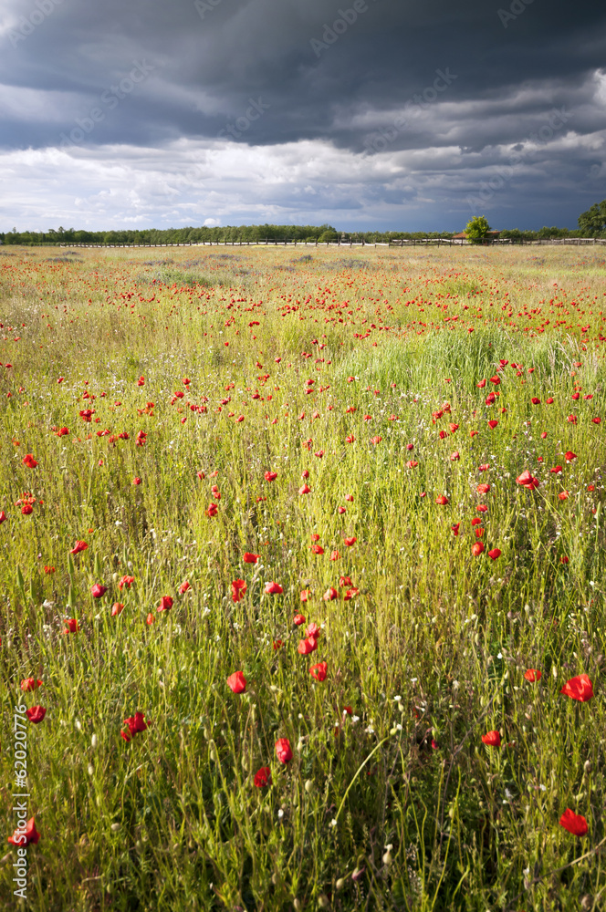 Sunny poppy meadow at storm vertical