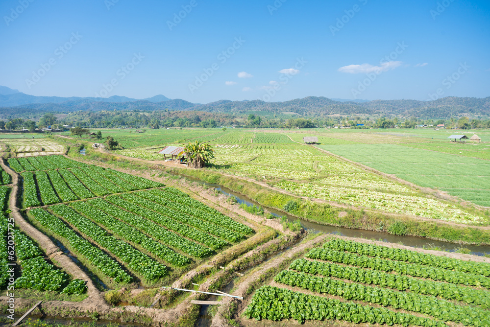Brassica alboglabra field