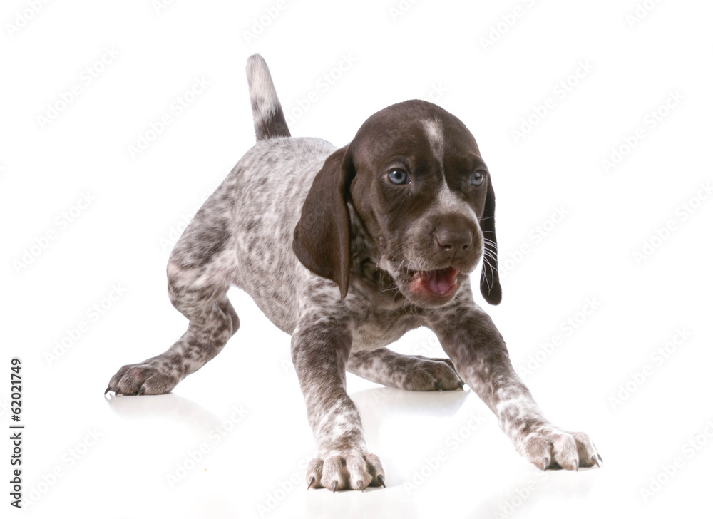 Obraz premium puppy playing
