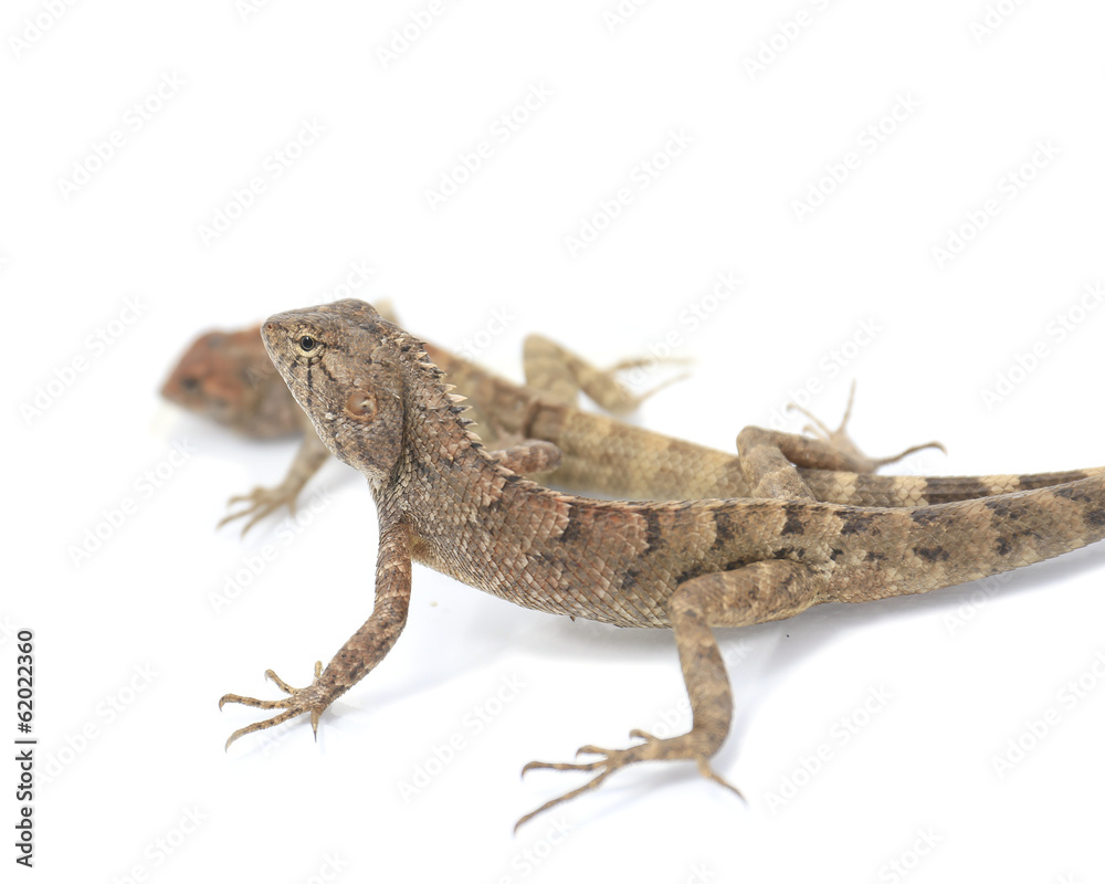 Naklejka premium Close up chameleon isolated on white background