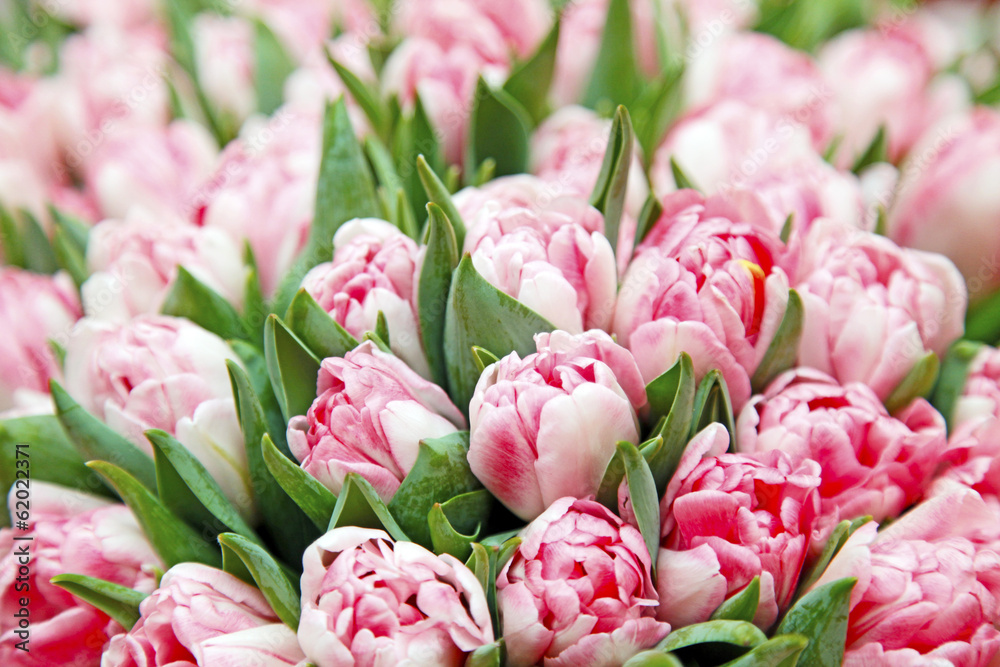 Fototapeta Pink tulips