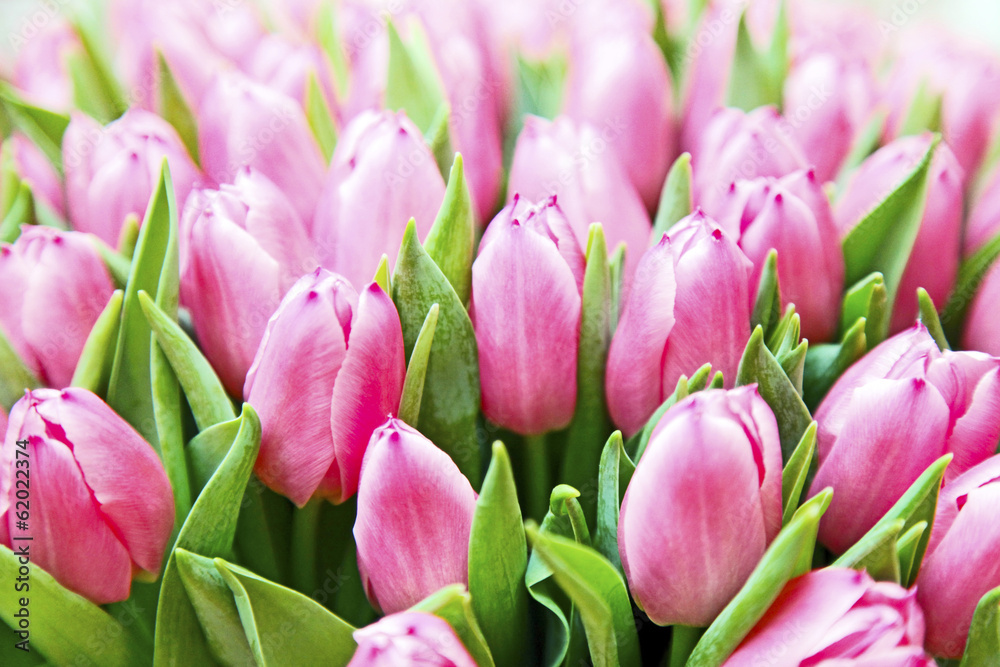 Obraz premium Pink tulips