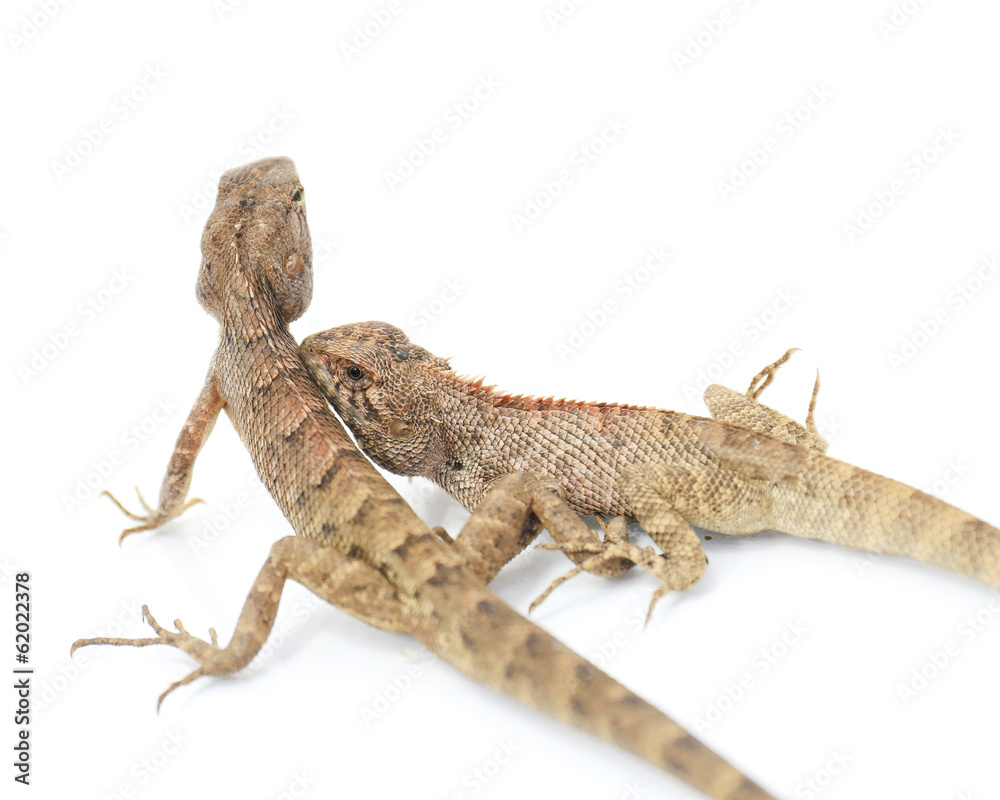 Fototapeta premium Close up chameleon isolated on white background