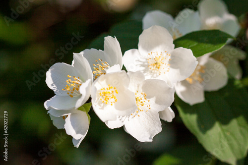 White jasmine flowers are blooming