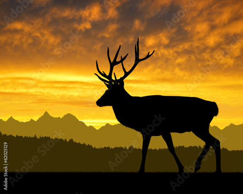 Deer silhouettes in the sunset © vencav