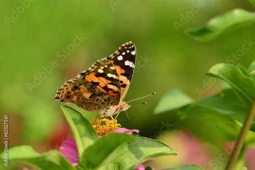 Schmetterling 110 © K.-U. Häßler