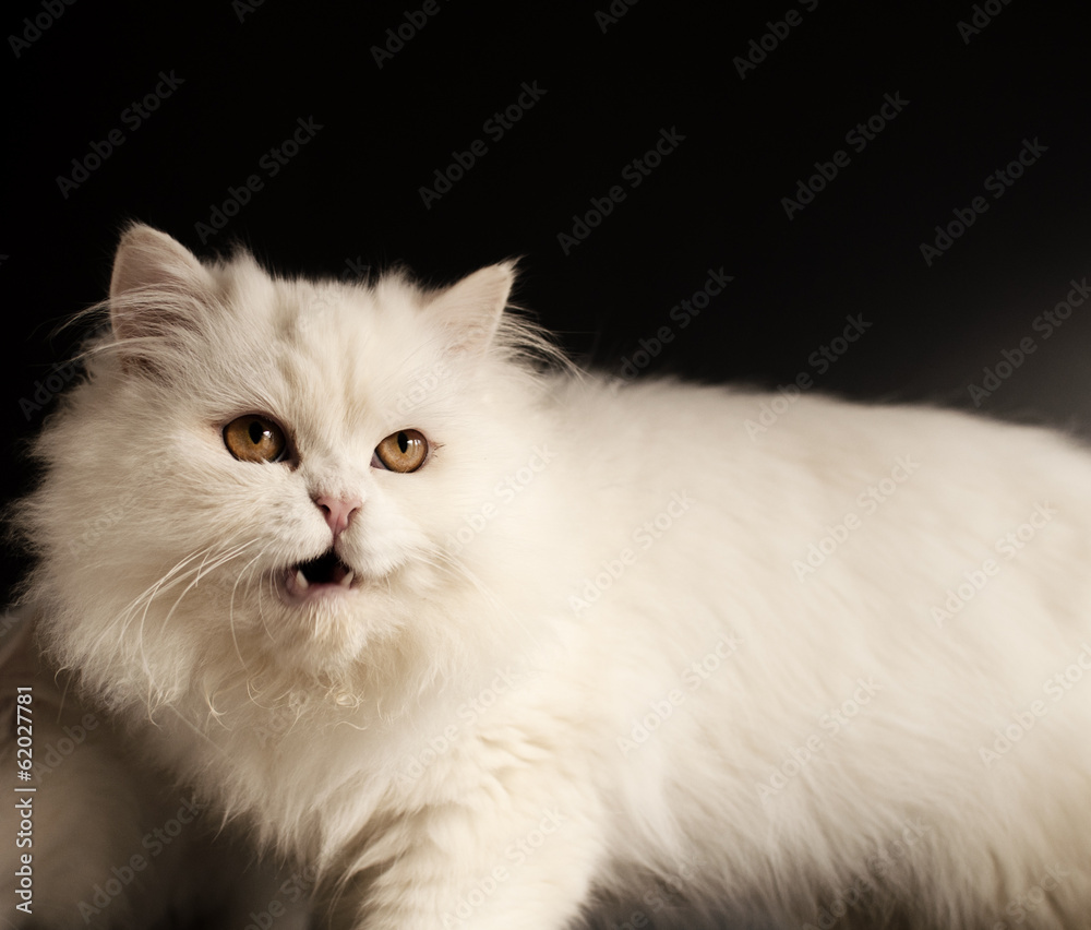 Fototapeta premium Funny white cat