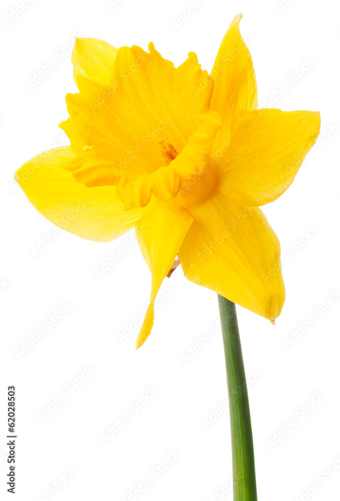Fototapeta premium Daffodil flower or narcissus isolated on white background cutout