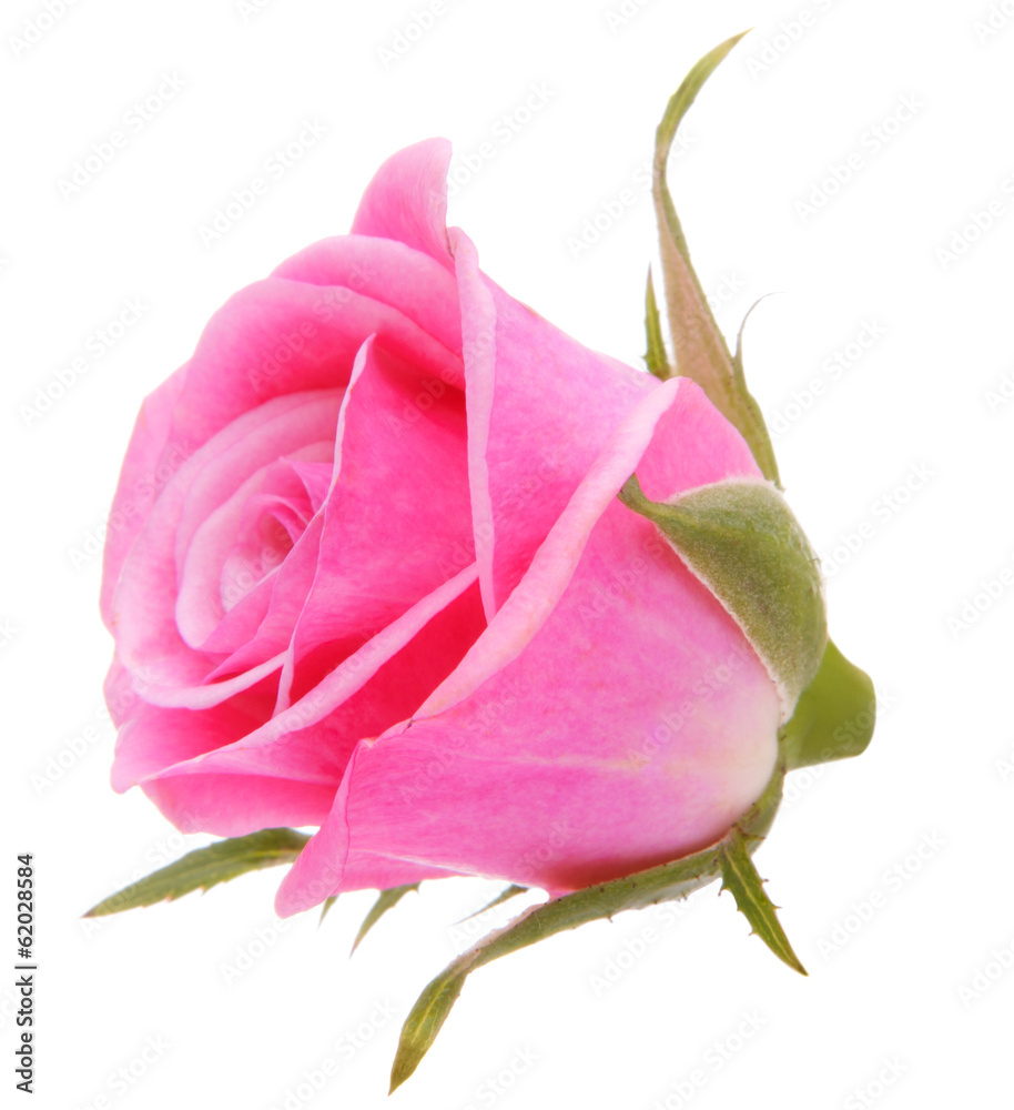 Pink rose flower head isolated on white background cutout