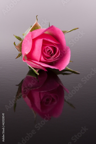 Fototapeta Naklejka Na Ścianę i Meble -  rose flower with reflection on dark surface still life