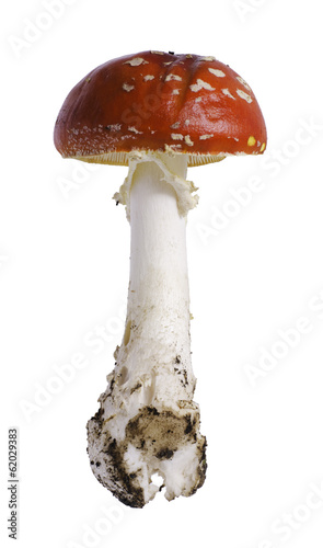 Fly Agaric (Amanita muscaria) on white background