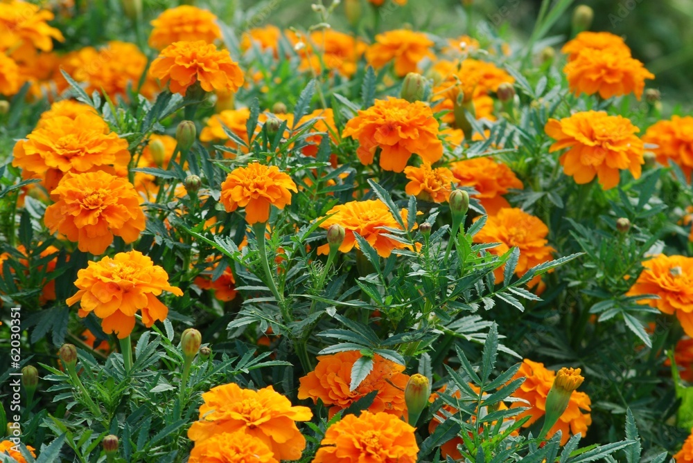 Tagetes flowers closeup against sunlight