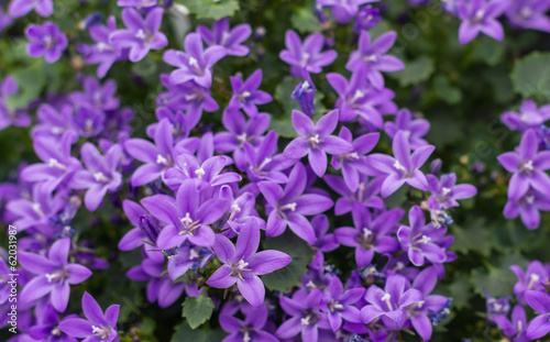 Closeup of Campanula plants purple flowering in the garden photo