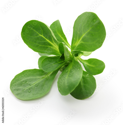 corn salad, mache, lambs lettuce photo