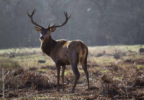 stag in Richmond Deer Park